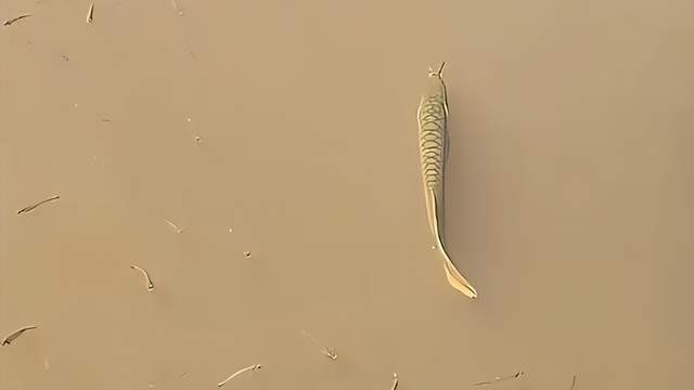 福建男子钓鱼发现野生龙鱼，周围疑似还有小崽？网友：压根不值钱